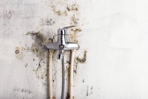 Best Commercial Mold Remediation in Reno, OH