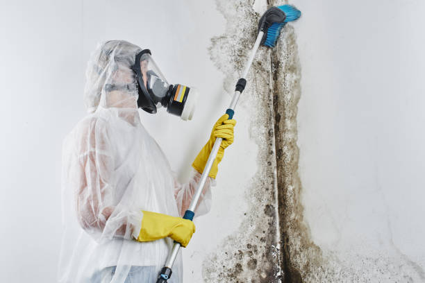 Best Localized Mold Remediation (e.g., coastal areas, humid climates) in Reno, OH