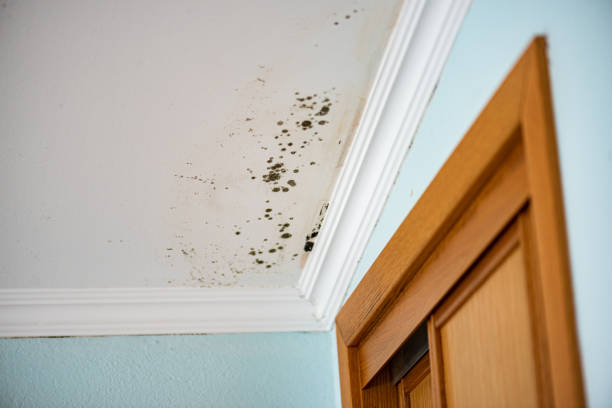 Best Attic Mold Remediation in Reno, OH