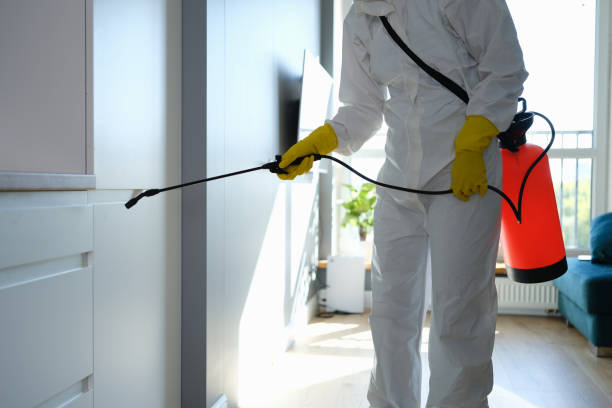 Best Black Mold Remediation in Reno, OH