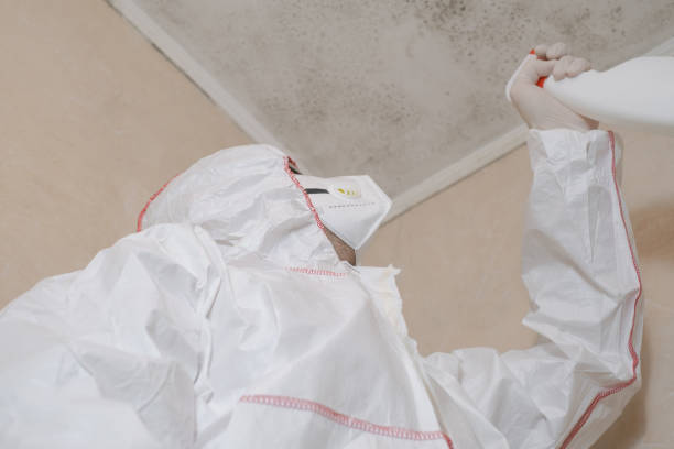 Reliable Reno, OH Mold Remediation Solutions