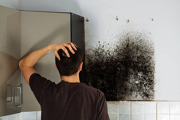 Best Basement Mold Remediation in Reno, OH